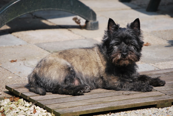 Chelsea aan het luieren in de zon.