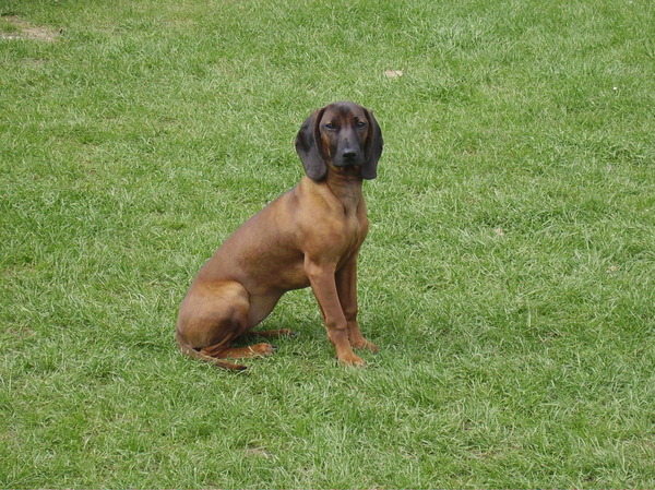 Bayerischer Gebirgsschweisshund