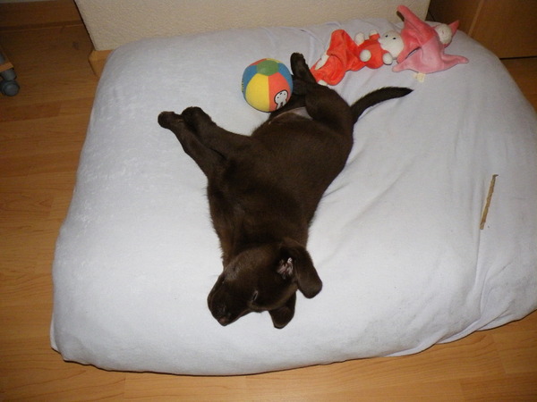 Grote kussen kleine spruit