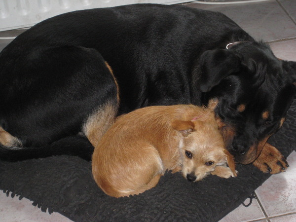 Samen op het kussen...