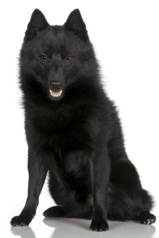 Schipperke