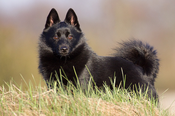 Schipperke