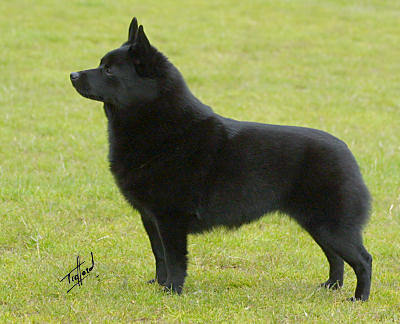 Schipperke