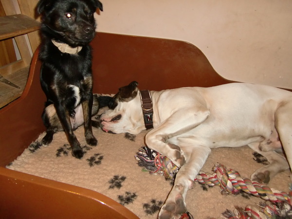 shadow klaar wakker en danger weet niet meer wat voor en achter is