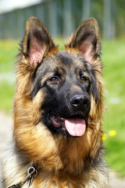 Oud Duitse Herdershond