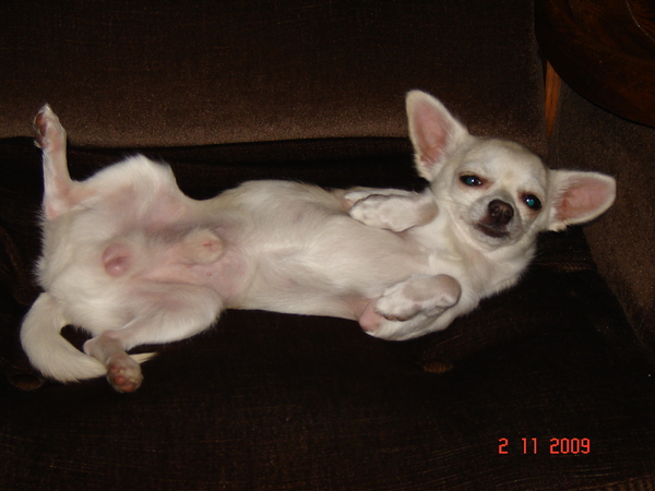 Lekker Lui Liggen In Al Mijn Glorie !