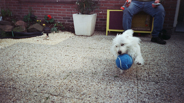 Iggy+ met haar balletje.