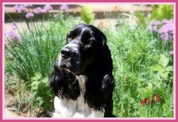 Engelse Springer Spaniel