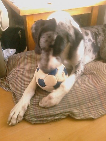 Niemand krijgt mijn bal!!