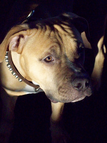 American Staffordshire Terrier