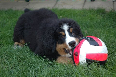 Mac Ghandor in zijn glorie tijd