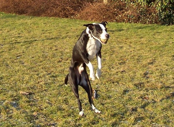 Spike die heeft die bal, die mooie bal van