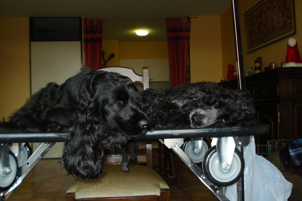 Twee luie getoiletteerde schatte van Cockers