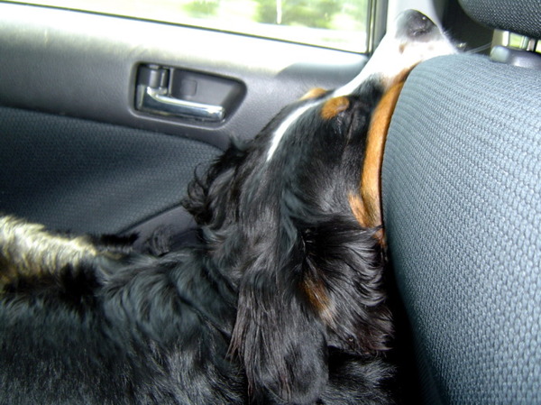 Na een lekkere wandeling even een tukkie in de auto