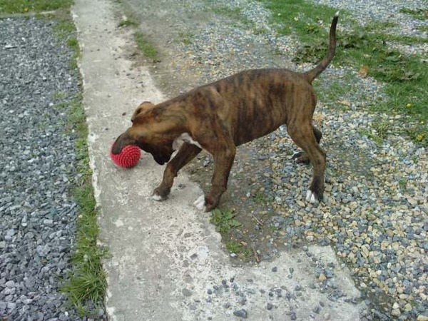 rode bal met stekels