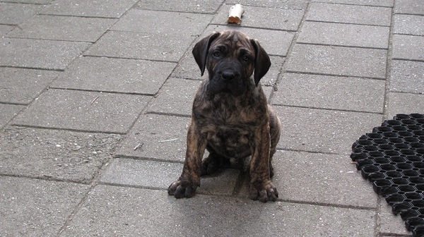 Dogo Canario