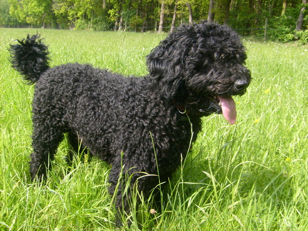 Perro de Agua Espagnõl