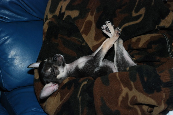 kimbo in diepe slaap