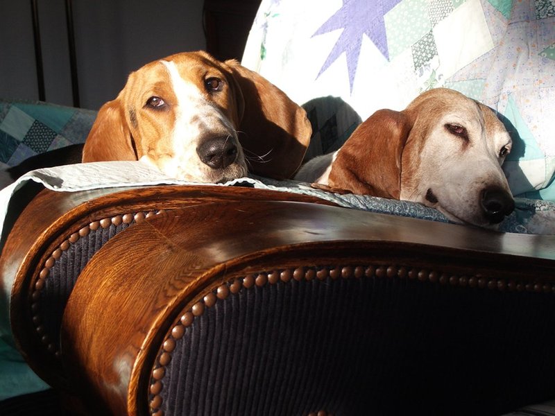 Basset Artesien Normand