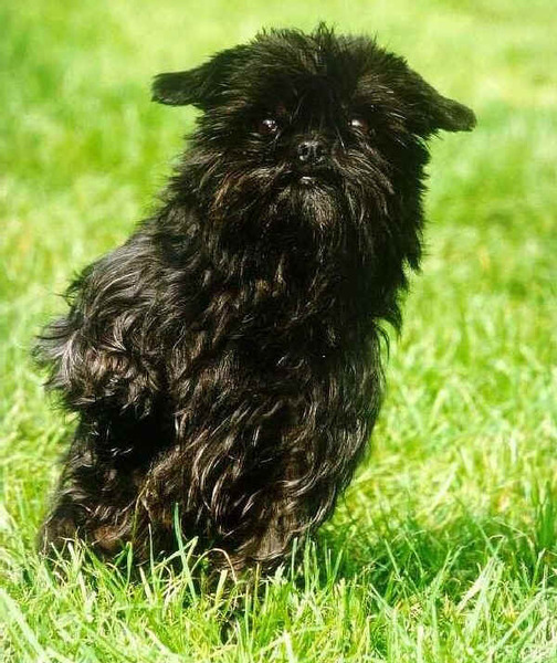 Affenpinscher