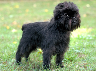 Affenpinscher