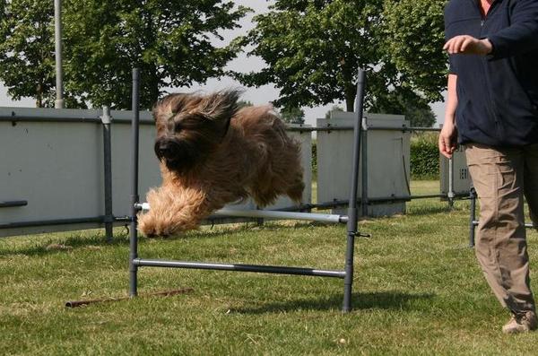 Briard