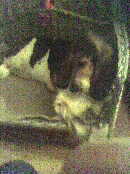 Lekker knuffelen met de cavia