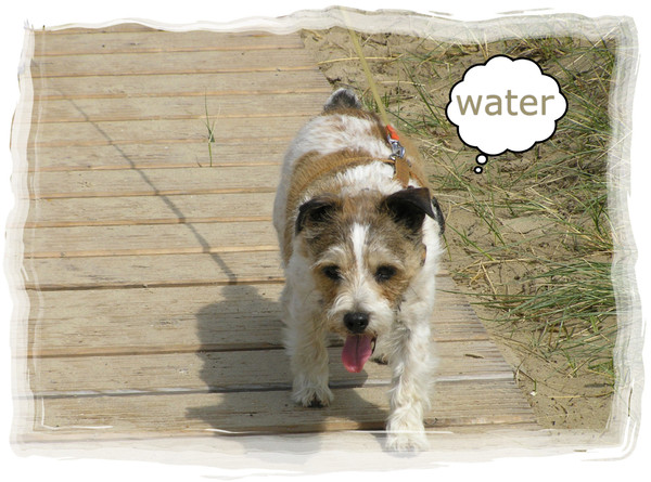 Jack Russell Terrier
