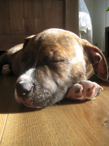 lekker slapen in de zon