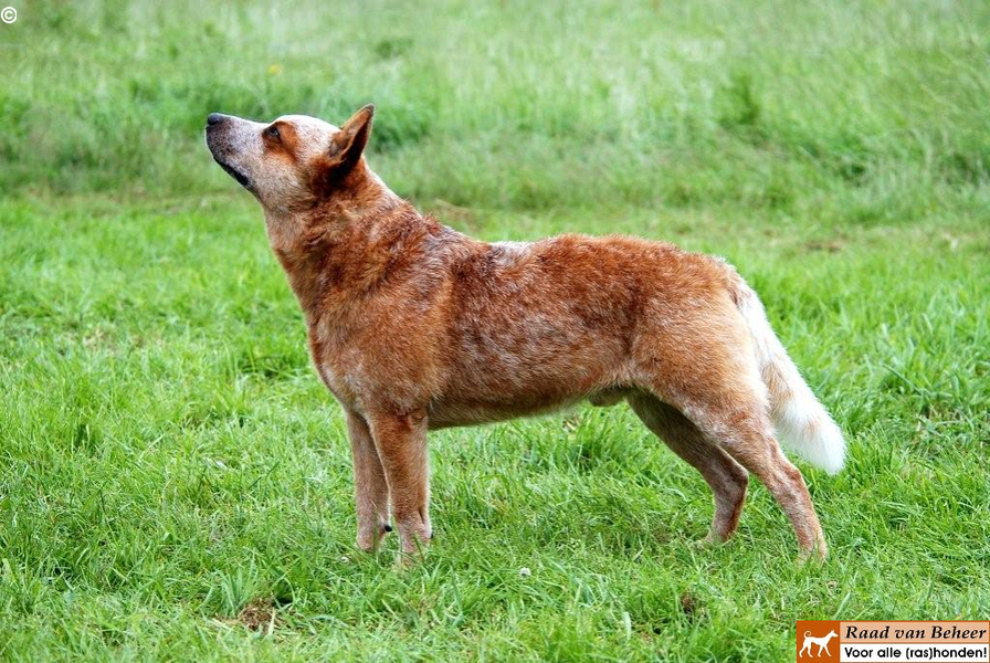 Australian Cattle Dog