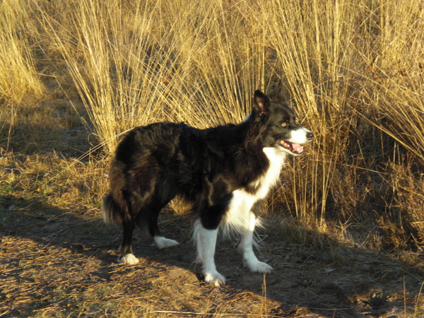 Border Collie