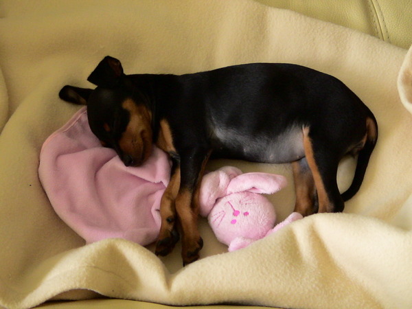 Lina als pupje 8 weken slaapt met knuffel