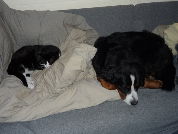 Samen met poes een dutje doen.