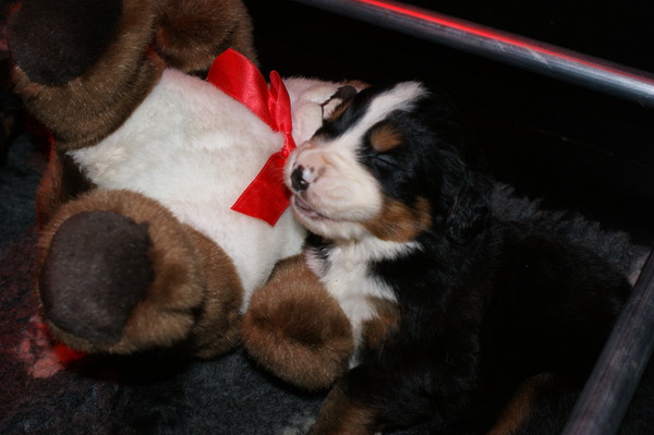 heerlijke beerre bedje