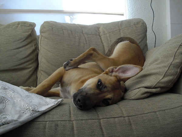 Amy probeert een nieuwe ligstand uit