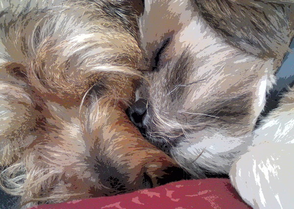 Joy en Max .... lekker slapen