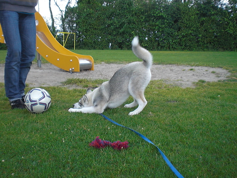 Yihoee paas 'm naar mij!