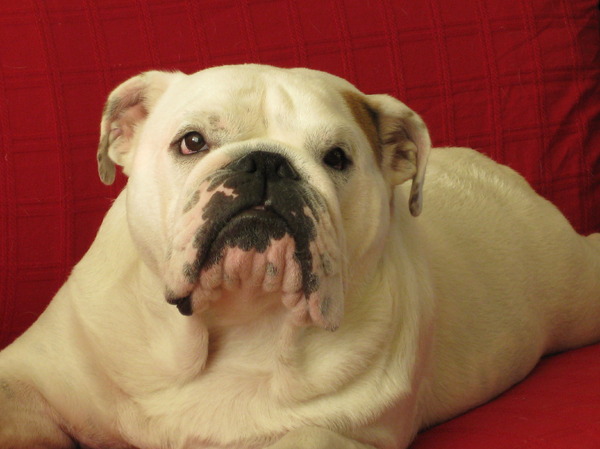 Engelse Bulldog