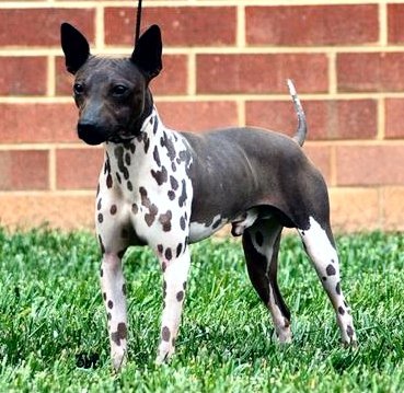 Amerikaanse Naakthond