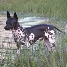 Amerikaanse Naakthond