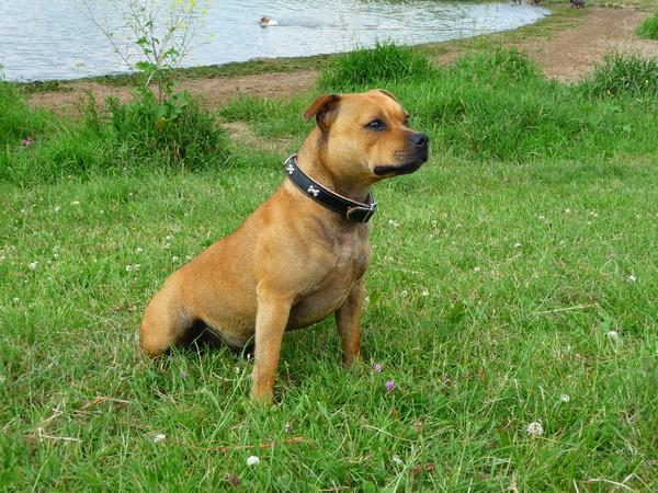 Staffordshire Bull Terrier