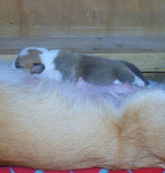 beertje slaapt op haar rug en pup prins slaapt op haar buik