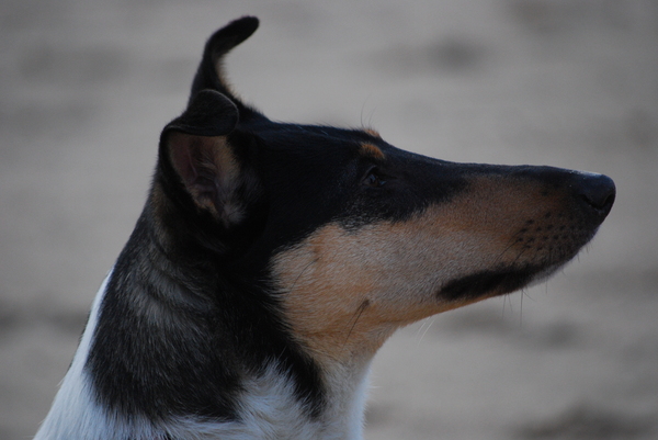 Schotse Herdershond, Korthaar