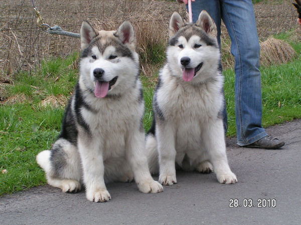 Alaskan Malamute