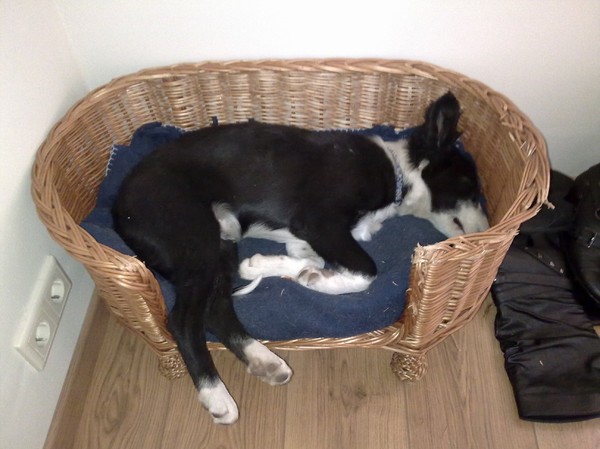 Dirk in katten mandje?!