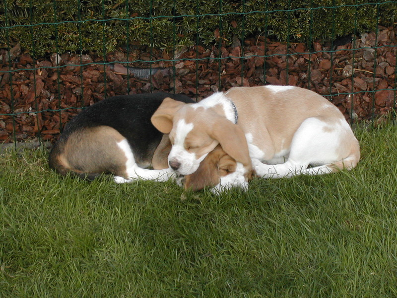 Wat kan het leven simpel zijn