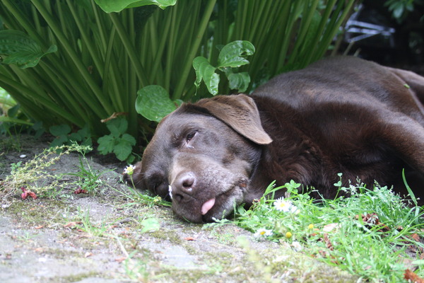 Het is veel te warm, blèh