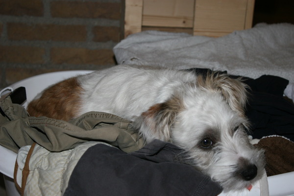 slapen in de wasmand!