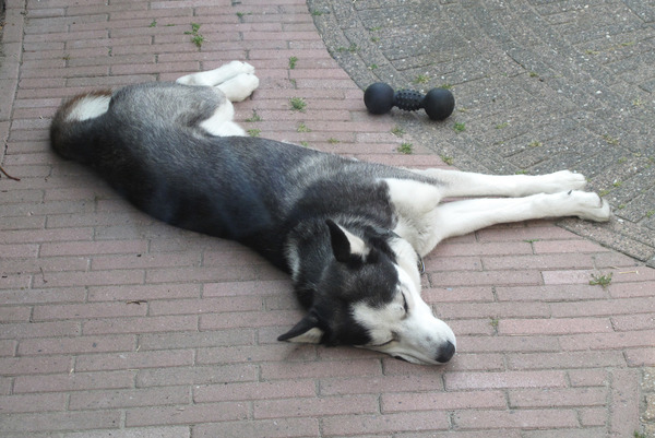 Lekker buiten slapen.