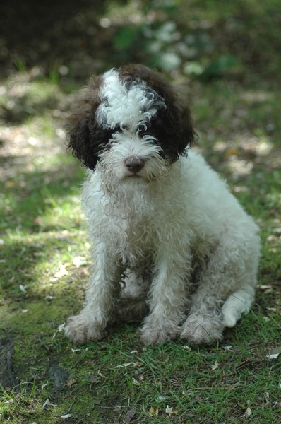 Lagotto Romagnolo